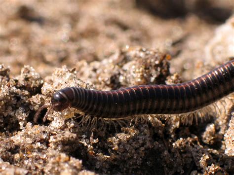 mille-pattes synonyme|mille pattes définition.